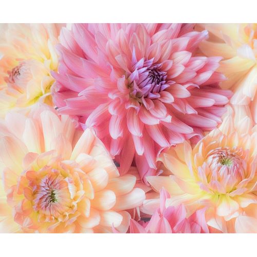 Washington State-Sammamish Dahlia flower design and patterns